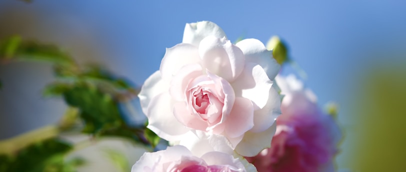 桜の山間での出会い: 登山ガイドとお金持ちの令嬢の愛の物語