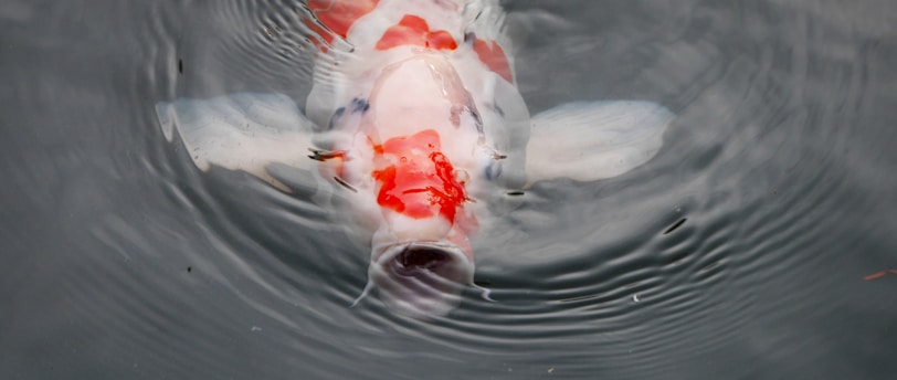 弁護士と逃犯の桜の下での愛